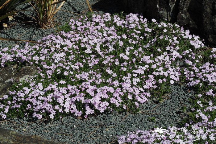 '玫色'矮丛福禄考 Phlox douglasii 'Rosea'