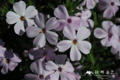 '玫色'矮丛福禄考 Phlox douglasii 'Rosea'