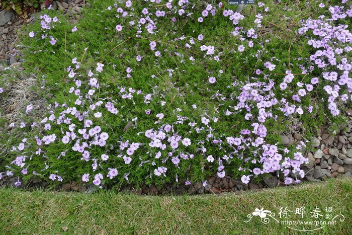 矮丛福禄考Phlox douglasii