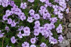 矮丛福禄考Phlox douglasii