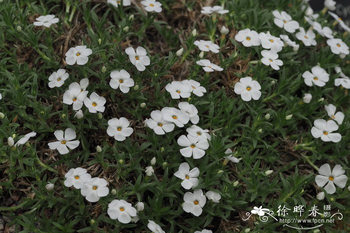 凯尔西福禄考Phlox kelseyi