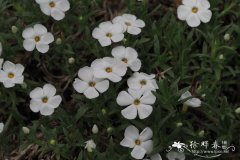 凯尔西福禄考Phlox kelseyi