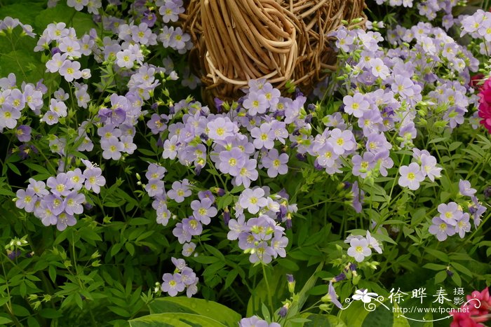 匍匐花荵 Polemonium reptans