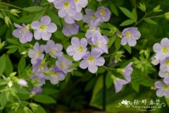 匍匐花荵 Polemonium reptans