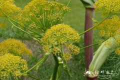 细裂叶阿魏Ferula communis subsp. glauca