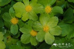 瓣苞芹Hacquetia epipactis