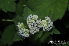 变豆菜Sanicula chinensis