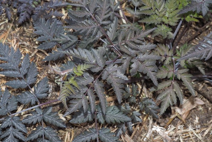 Anthriscus sylvestris 'Ravenswing'