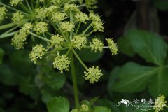 马芹Smyrnium olusatrum