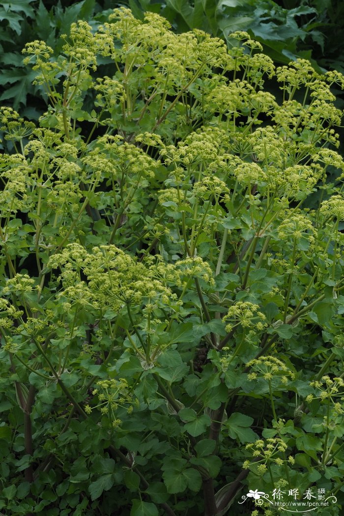 马芹Smyrnium olusatrum