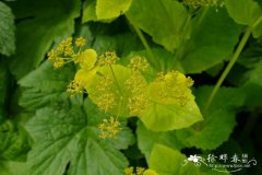 穿叶芹Smyrnium perfoliatum