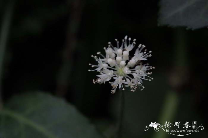 白头天胡荽Hydrocotyle leucocephala