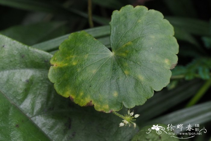 白头天胡荽Hydrocotyle leucocephala