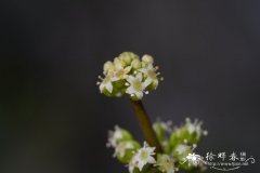 南美天胡荽Hydrocotyle verticillata