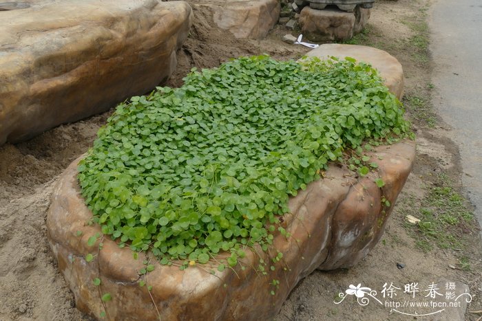 南美天胡荽Hydrocotyle verticillata