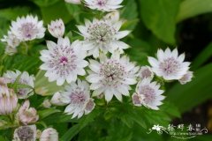 大星芹Astrantia major