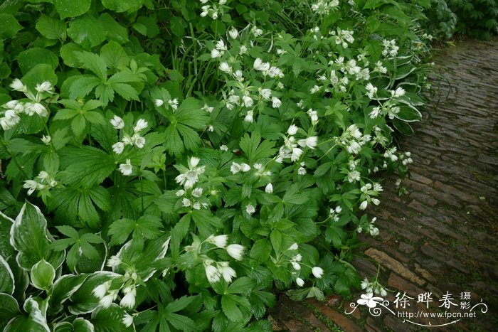 大星芹Astrantia major