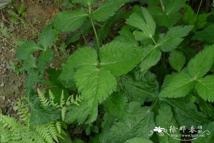 鸭儿芹Cryptotaenia japonica