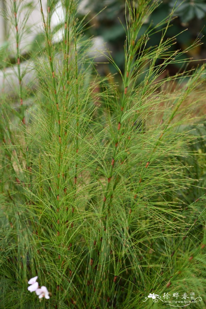 轮叶合柱灯草Ischyrolepis subverticillata