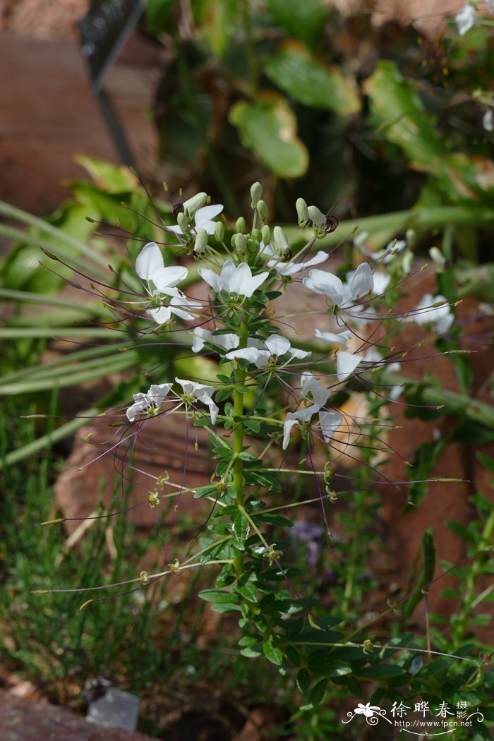 智利鸟足菜Cleome chilensis