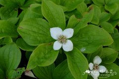 草茱萸 Cornus canadensis