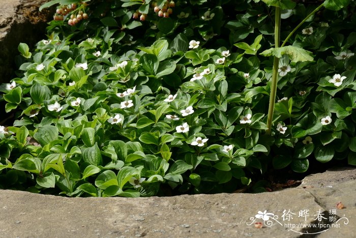 草茱萸 Cornus canadensis