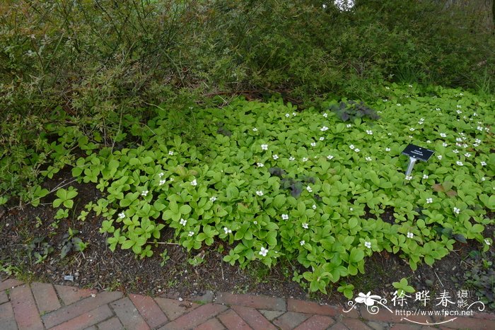 草茱萸 Cornus canadensis