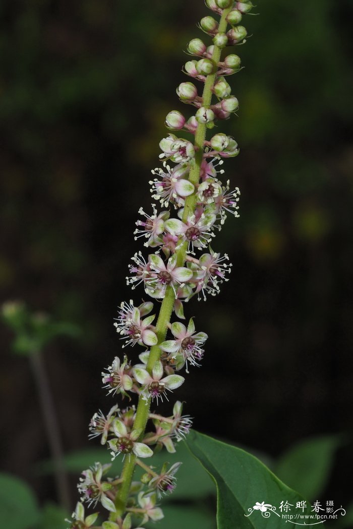  二十蕊商陆 Phytolacca icosandra