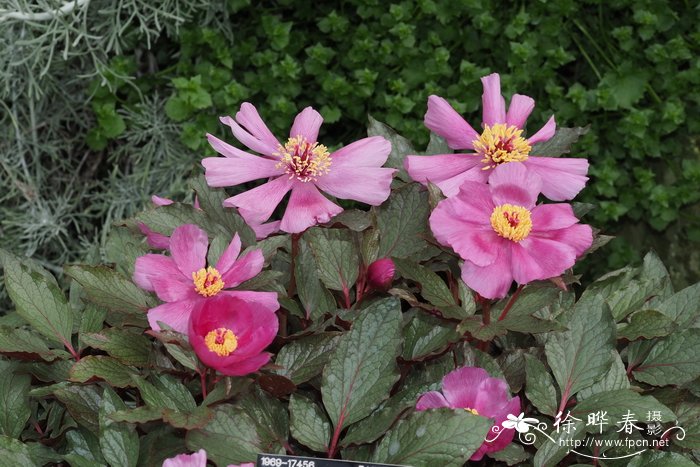 马略卡芍药Paeonia cambessedesii