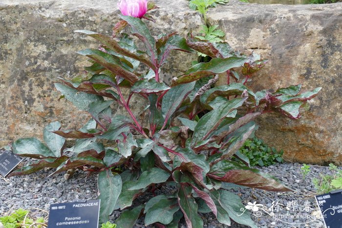 马略卡芍药Paeonia cambessedesii