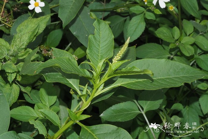  二十蕊商陆 Phytolacca icosandra