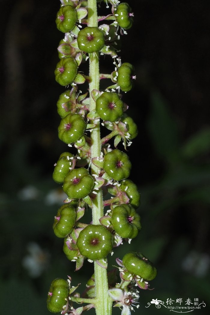  二十蕊商陆 Phytolacca icosandra