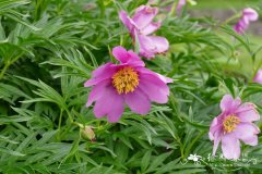 新疆芍药Paeonia anomala