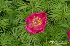 窄叶芍药 Paeonia anomala