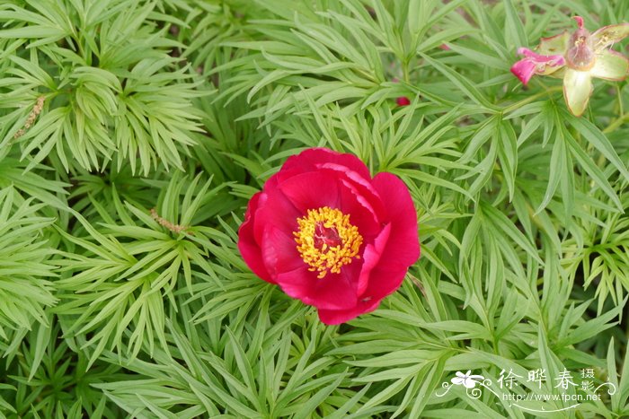 窄叶芍药 Paeonia anomala