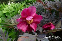 '中国龙'芍药Paeonia 'Chinese Dragon'