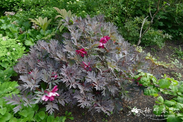 '中国龙'芍药Paeonia 'Chinese Dragon'