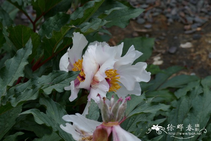 克里特芍药Paeonia clusii