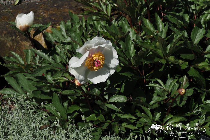 克里特芍药Paeonia clusii