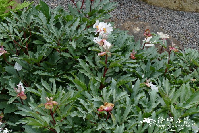 克里特芍药Paeonia clusii