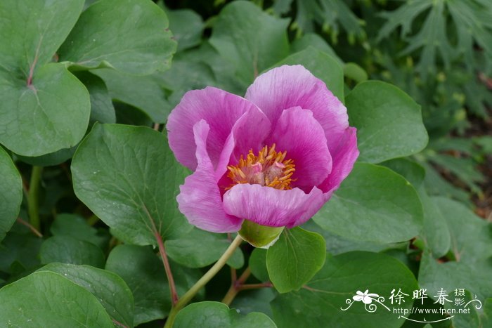 达呼里芍药Paeonia daurica