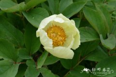 恩洛克氏芍药Paeonia daurica subsp. mlokosewitschii