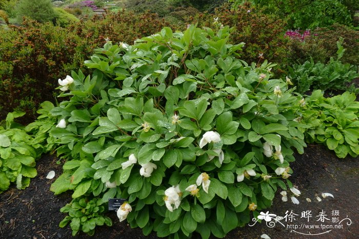 恩洛克氏芍药Paeonia daurica subsp. mlokosewitschii