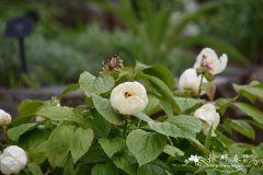 阿布哈兹芍药Paeonia daurica subsp. wittmanniana