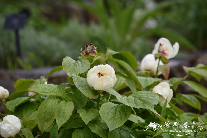 阿布哈兹芍药Paeonia daurica subsp. wittmanniana