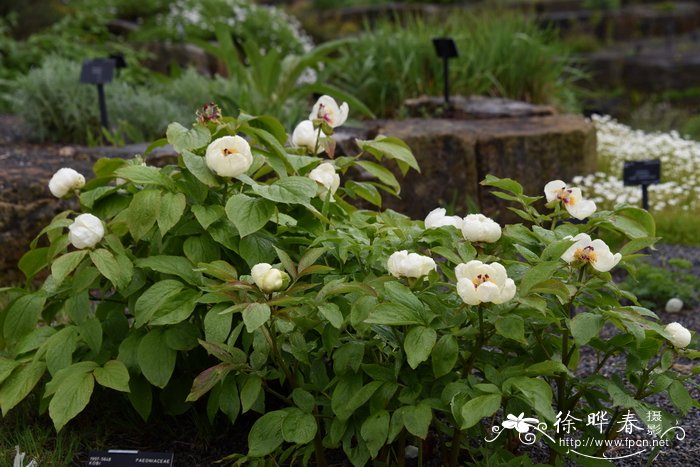 阿布哈兹芍药Paeonia daurica subsp. wittmanniana