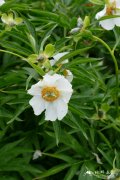 多花芍药Paeonia emodi