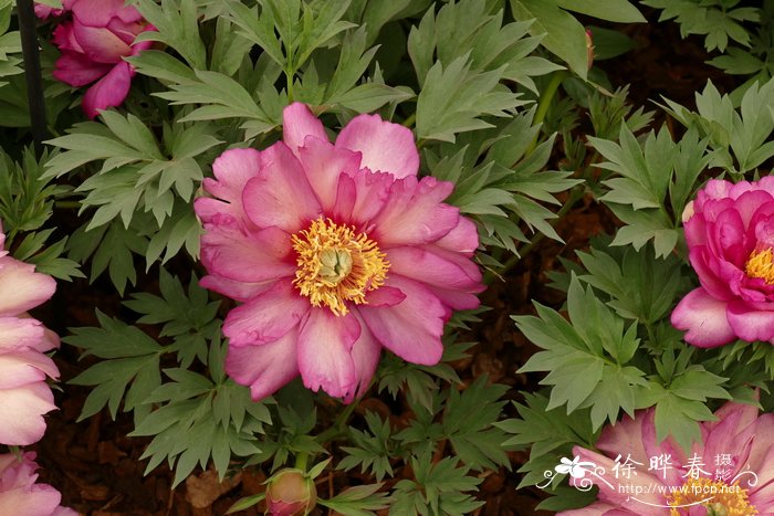 '希拉里'芍药Paeonia Hillary'