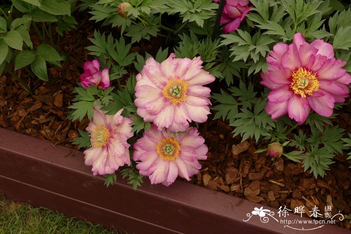 '希拉里'芍药Paeonia Hillary'