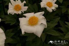 '科林克尔'芍药Paeonia 'Krinkled White'